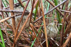 Agriope bruennichi, egg sacs at Clumber Park (19 Jan 2026).