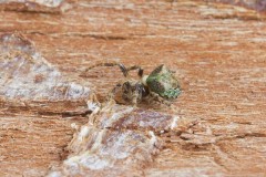 Gibbaranea gibbosa, with parasitic wasp larva attached, Austerfield.