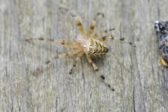Larinioides sclopetarius, Sherwood Forest SK6168 (28/7/2025).