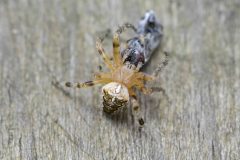 Larinioides sclopetarius, Sherwood Forest SK6168 (28/7/2025)