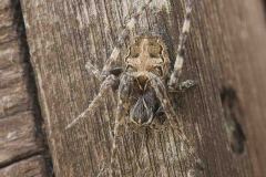 Larinioides sclopetarius, Potteric Carr (Roger Mitchell Hide) (15/3/2022). 