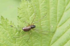 Linyphia hortensis, Loversall Delph, Potteric Carr (5 May 2026) 