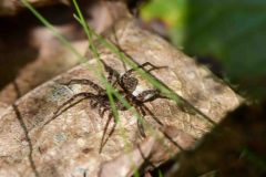 Alopecosa barbipes, Clumber Park (8/6/2025).