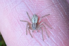 Thanatus striatus?, Clumber Park, (19 Jan 2026). 