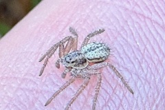 Thanatus striatus?, Clumber Park, (19 Jan 2026)