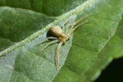 Philodromus agg., Brook Walk, North Anston.