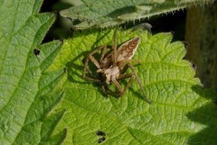 Pisaura mirabilis, Nursery Web Spider. 