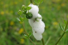 cuckoo-spit