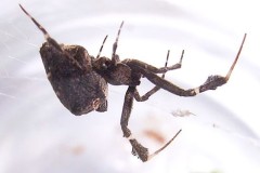 The Garden Centre Spider - Uloborus plumipes.