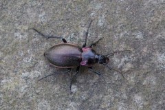 Carabus nemoralis, Austerfield.