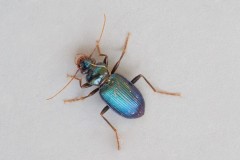 Leistus spinibarbus, Austerfield.
