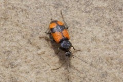 Panagaeus cruxmajor, Austerfield.