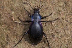 Carabus violaceus - Violet Ground Beetle, Austerfield.