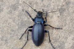 Carabus violaceus - Violet Ground Beetle, Austerfield.