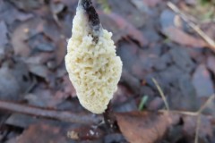 Slime mold, (Brefeldia maxima), Potteric Carr.