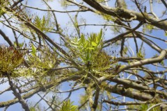 Ash (Fraxinus excelcior), Grove Park, Doncaster