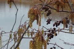 Alder (Alnus glutinosa), Old Moor