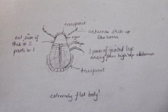 Unknown Insect