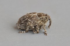 Mogulones geographicus, Austerfield
