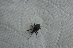 Otiorhynchus sulcatus - Vine Weevil, Cusworth Lane, Doncaster