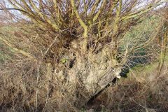 White Willows (Salix alba).