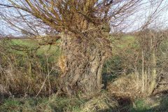 White Willows (Salix alba).