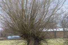 White Willows (Salix alba).