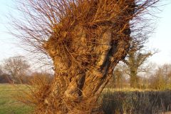 White Willows (Salix alba).