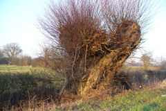White Willows (Salix alba).