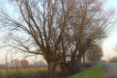 White Willows (Salix alba).