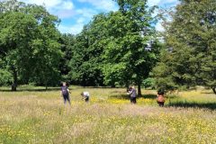 YWT Woodfield Bioblitz 20 June 2026