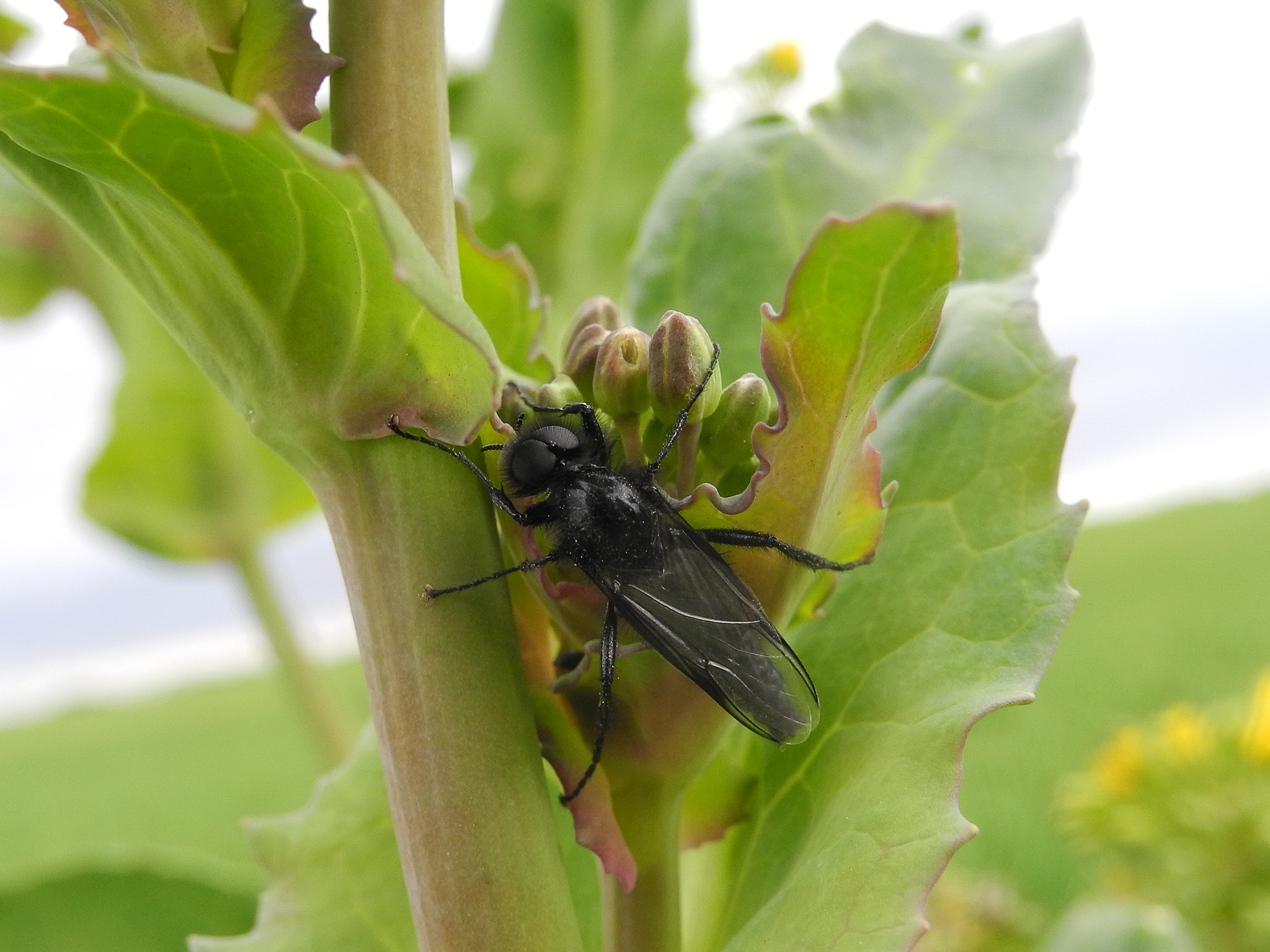 Bibio Rice Bibio marci (male) – Doncaster Naturalists' Society