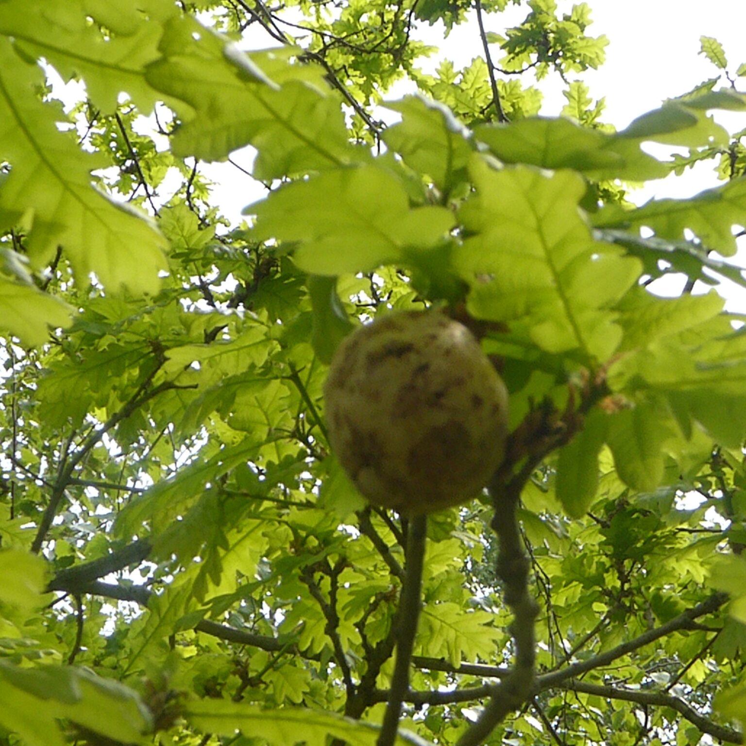 Oak Apples gall