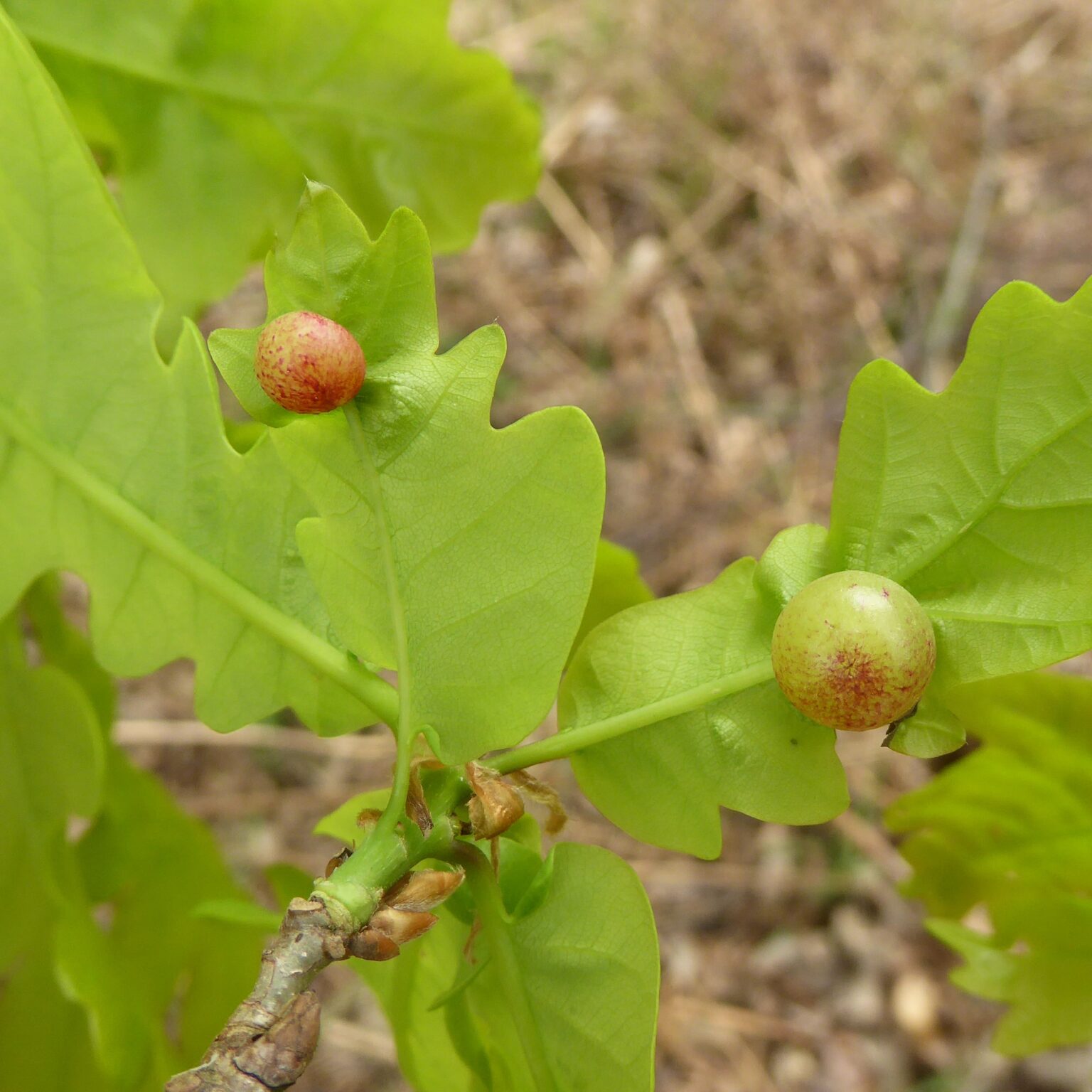 Neuroterus quercusbaccarum.