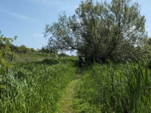 Footpath follows the old river channel