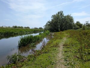 White Willow by the River Idle
