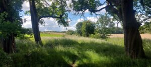 Typical open landscape
