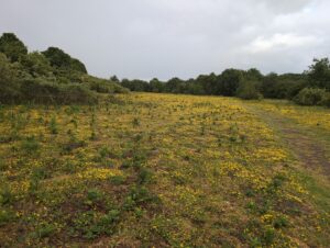 Bird's-foot Trefoil and Creeping Cinquefoil