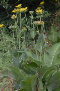 Elecampane - Inula helenium