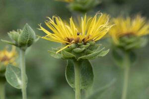 Elecampane - Inula helenium