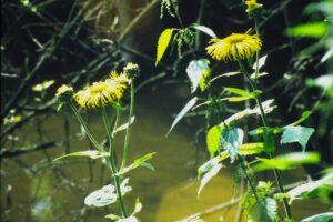 Elecampane - Inula helenium